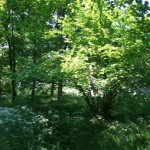 IMG_0730